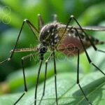 Chikungunya Virus