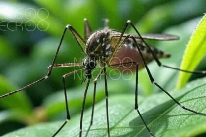 Chikungunya Virus